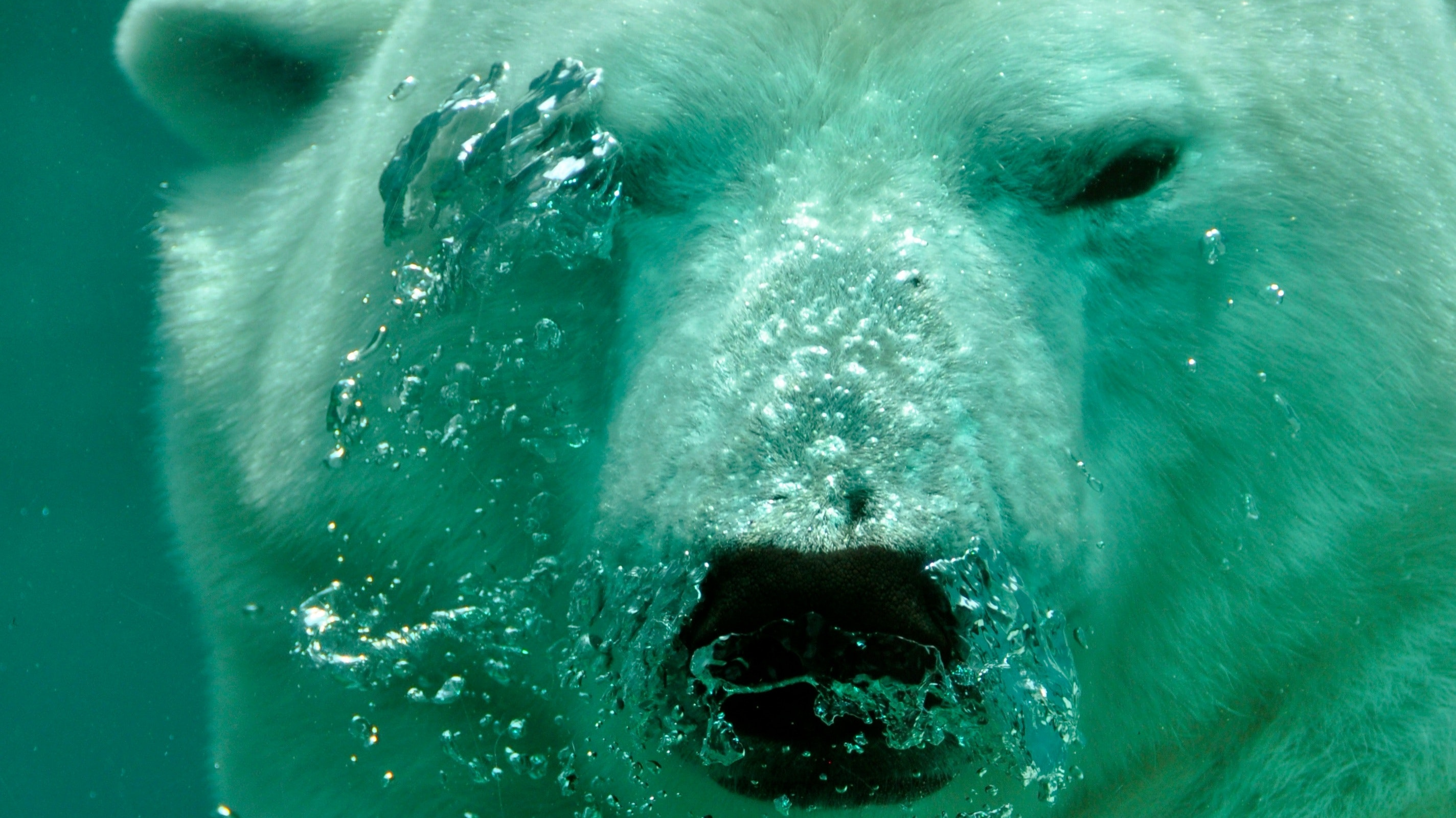 Et billede af en majestætisk isbjørn, der svømmer under vandet.