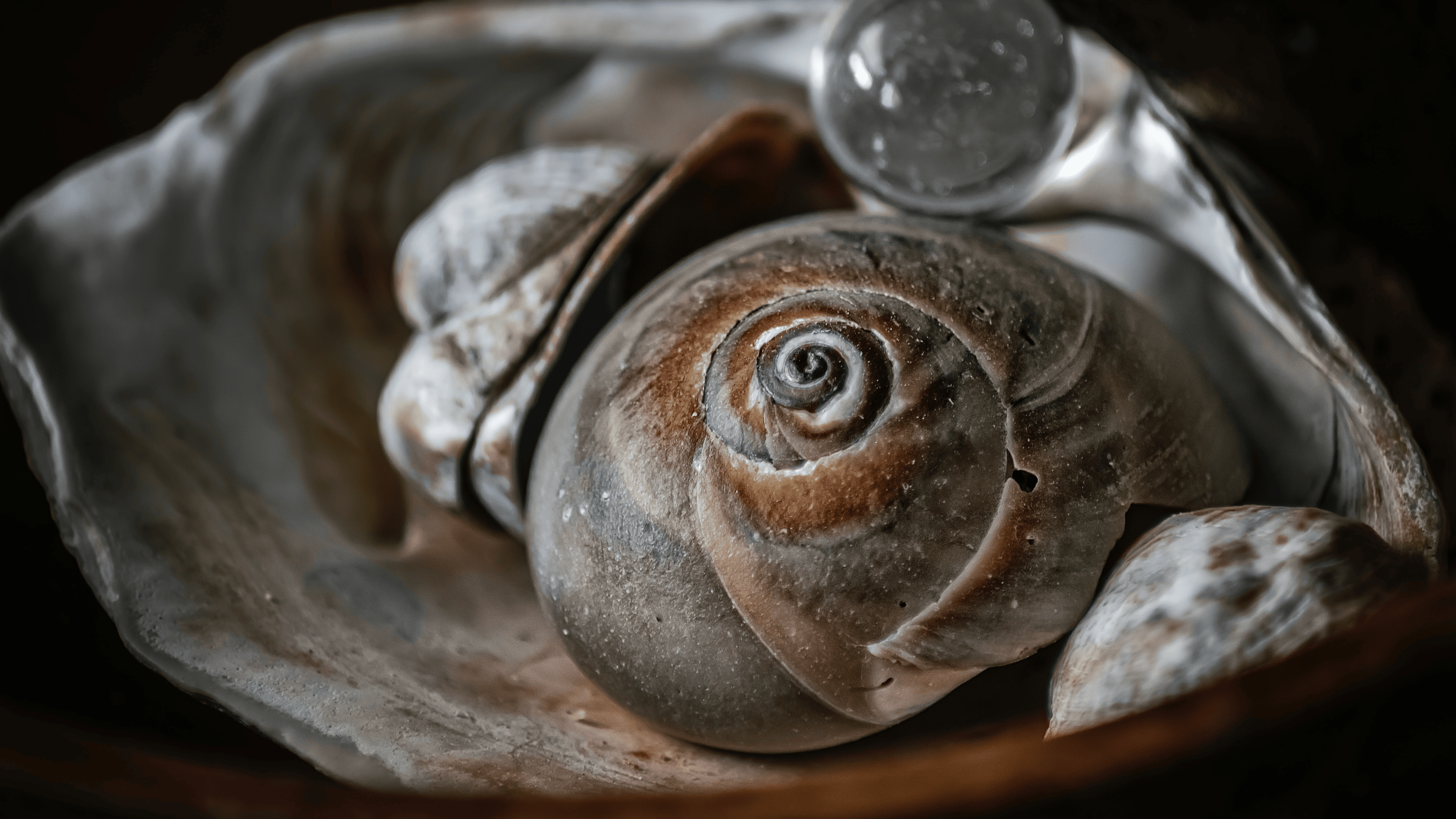 Et billede af en lille snegl med et spiralformet hus på dens ryg. Sneglen er dækket af en slimet og glat overflade, og den bevæger sig langsomt hen over jorden ved hjælp af dens muskuløse fod. 