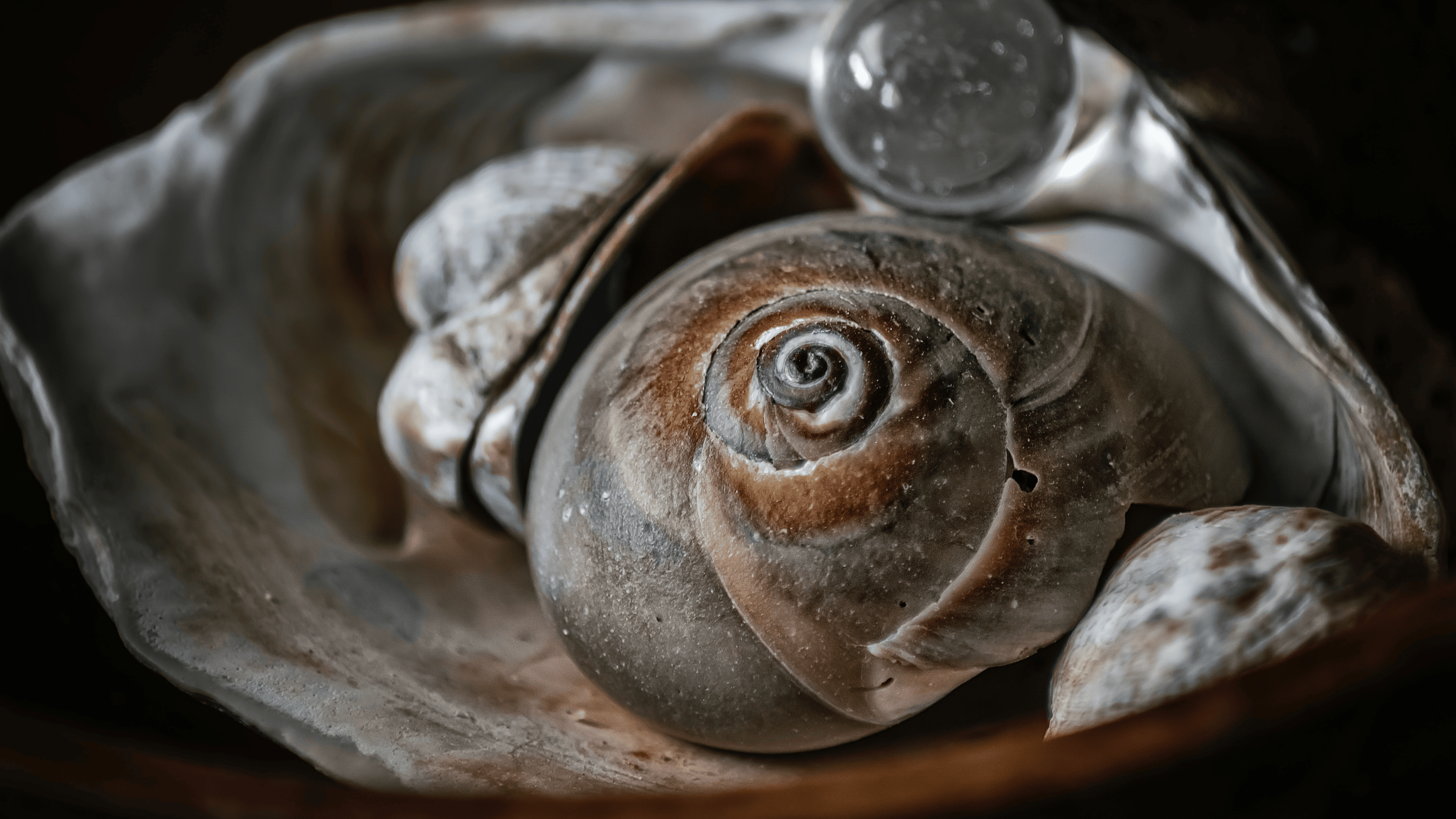 Et billede af en lille snegl med et spiralformet hus på dens ryg. Sneglen er dækket af en slimet og glat overflade, og den bevæger sig langsomt hen over jorden ved hjælp af dens muskuløse fod.