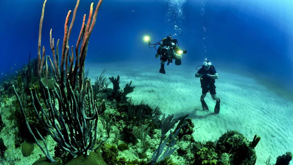 Dykkere tager billeder af koraller