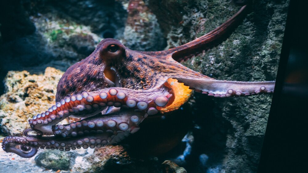 Et billede af en blæksprutte, der svømmer i det klare blå hav.