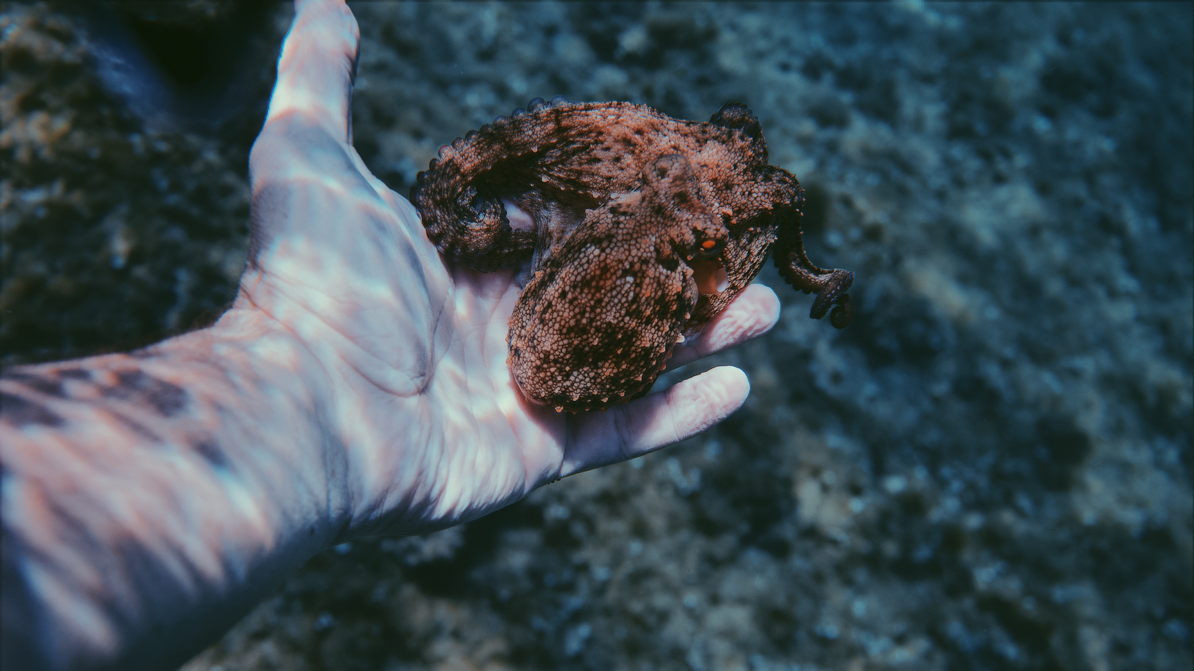 En dykker holder en blæksprutte i sin hånd.