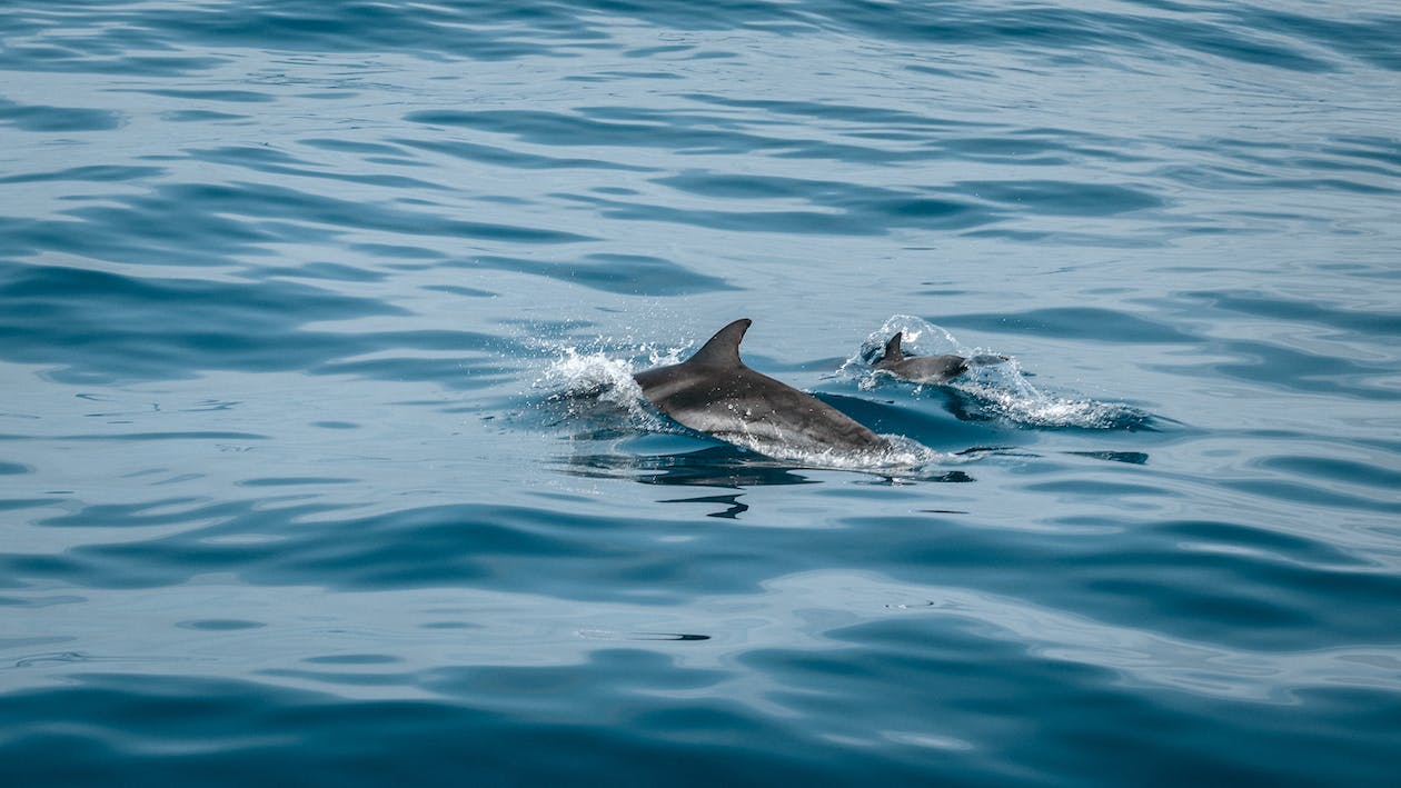 Delfin adfærd