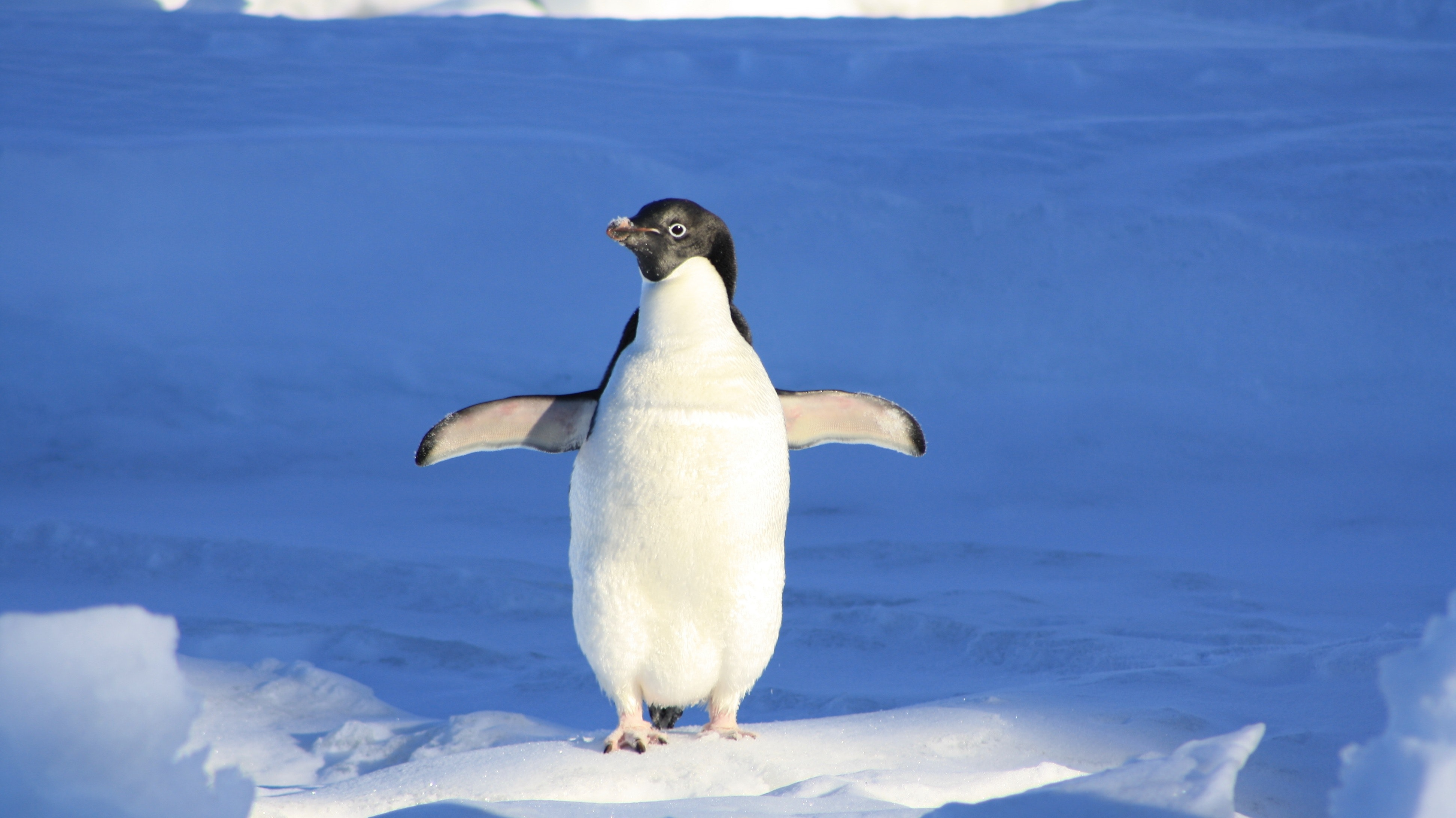 En lille pingvin står på isen.