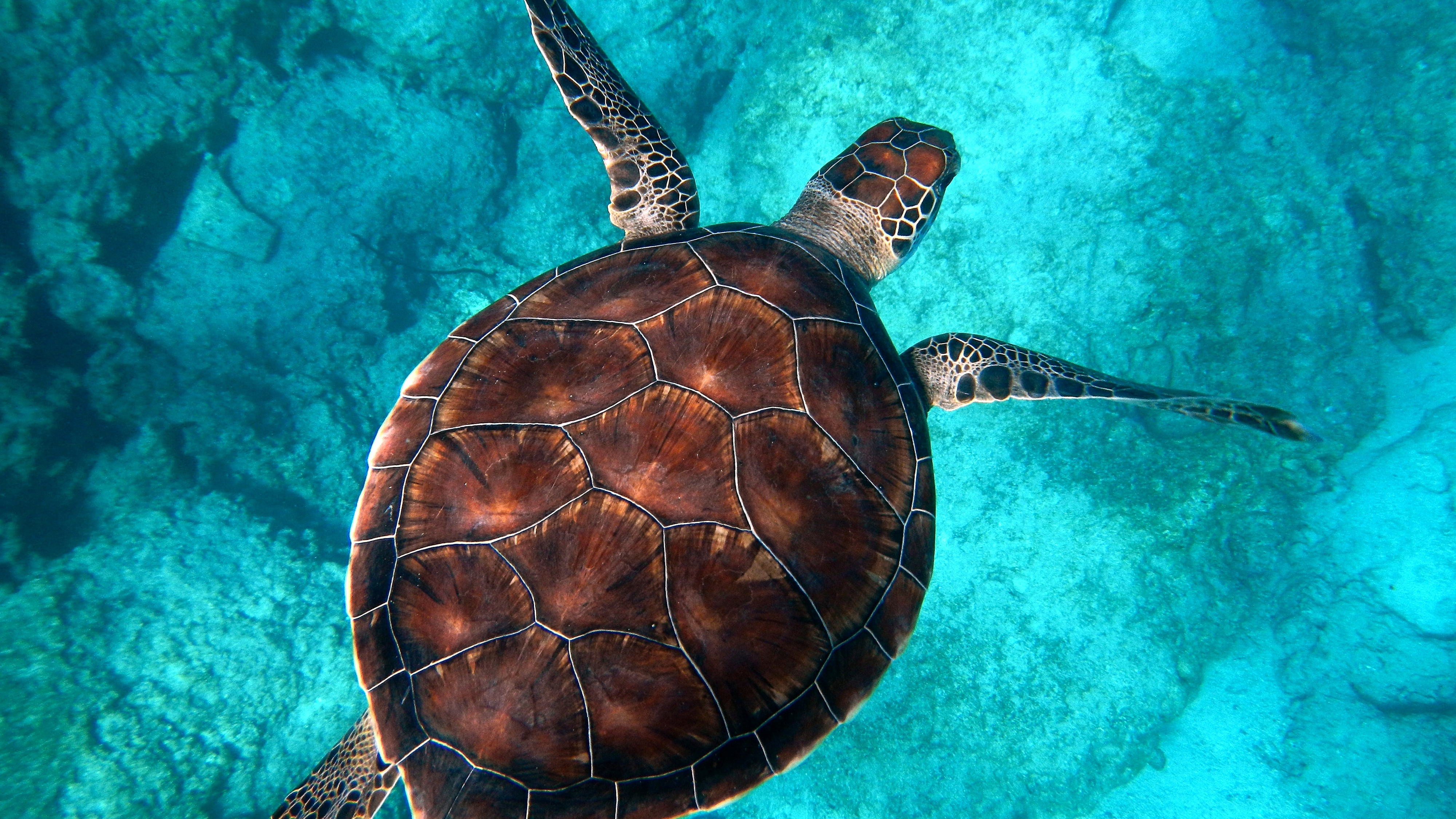 En smuk skildpadde, der svømmer roligt i det krystalklare vand, med dens karakteristiske skjold synligt.