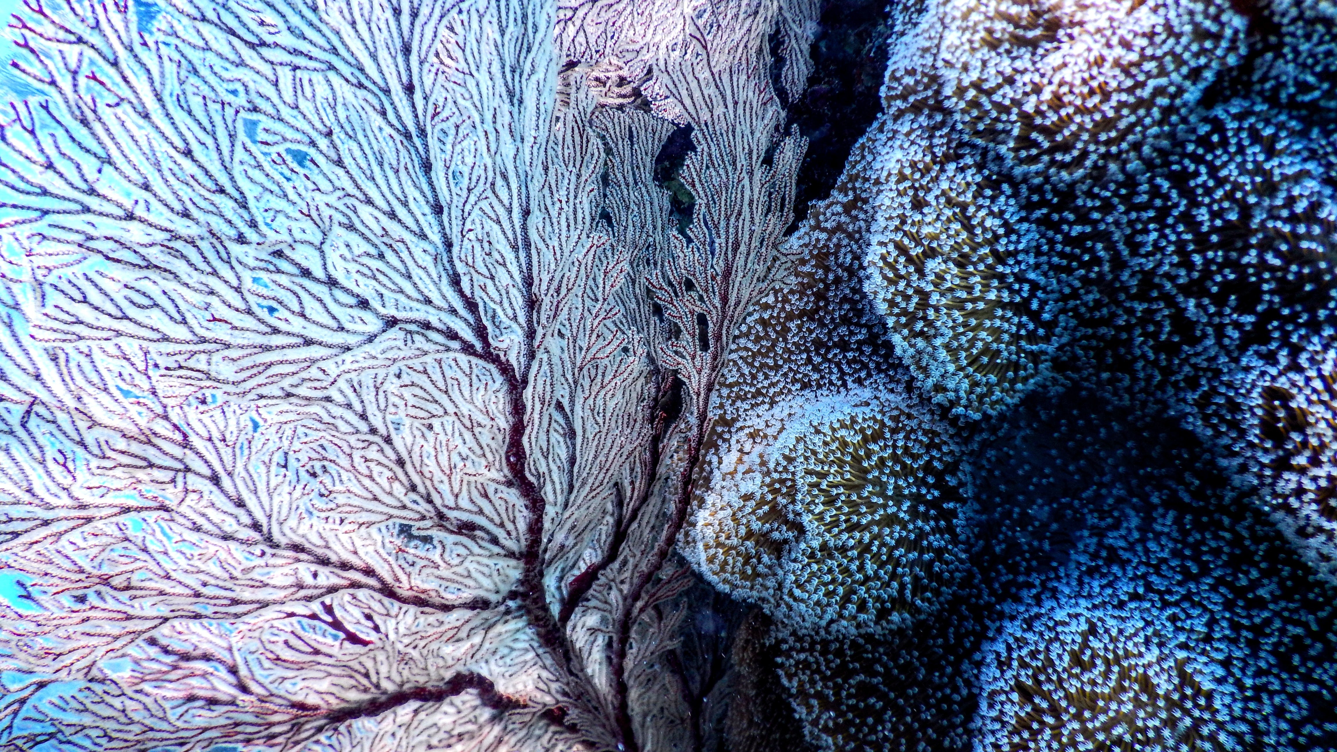 Koral – Undervandsapoteket