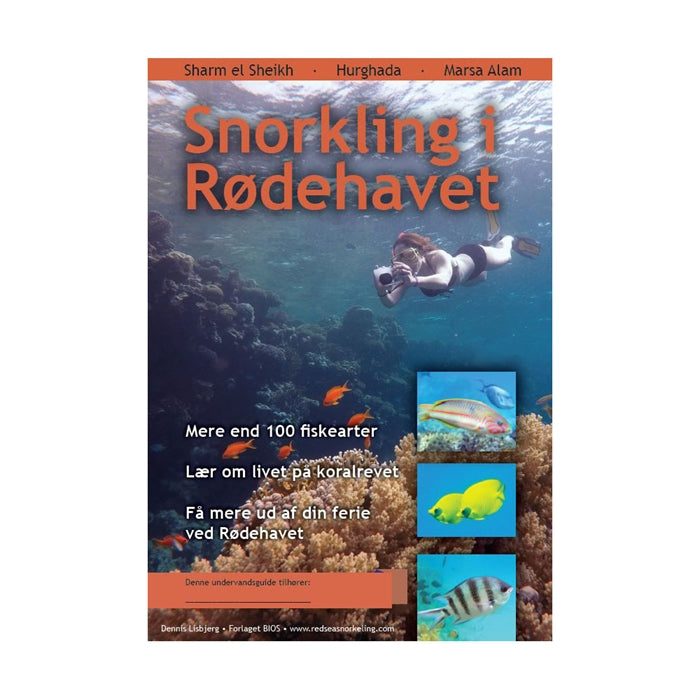 Snorkling i Rødehavet